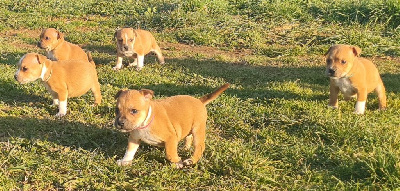Little Red Stars - Staffordshire Bull Terrier - Portée née le 05/01/2023