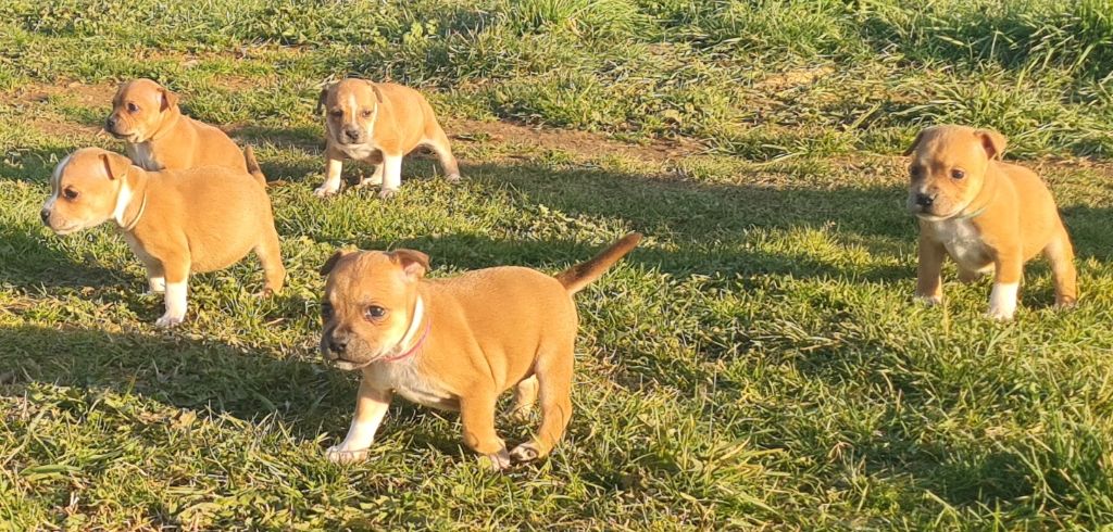 Little Red Stars - Staffordshire Bull Terrier - Portée née le 05/01/2023